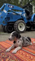 Remington, a male Catahoula Leopard Dog for sale in Thomasville, NC – 2 of 9