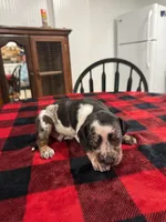 Daemon, a male Catahoula Leopard Dog for sale in Thomasville, NC – 4 of 5