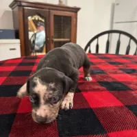 Bella, a female Catahoula Leopard Dog for sale in Thomasville, NC – 4 of 5
