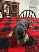 Alfred , a male Catahoula Leopard Dog for sale in Thomasville, NC – 2 of 4