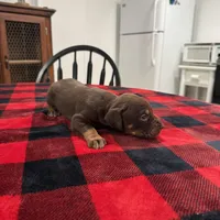Carolina , a female Catahoula Leopard Dog for sale in Thomasville, NC – 2 of 4