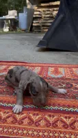 Theodore, a male Catahoula Leopard Dog for sale in Thomasville, NC – 2 of 5