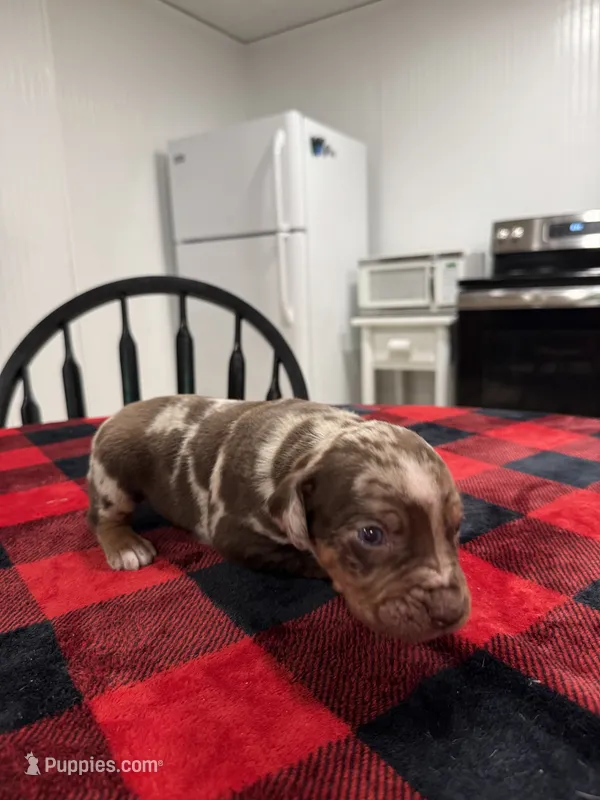 Eli – Catahoula Leopard Dog puppy for sale in Thomasville, NC