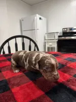 Eli, a male Catahoula Leopard Dog for sale in Thomasville, NC – 1 of 4