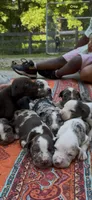 Wasabi, a female Catahoula Leopard Dog for sale in Thomasville, NC – 5 of 5