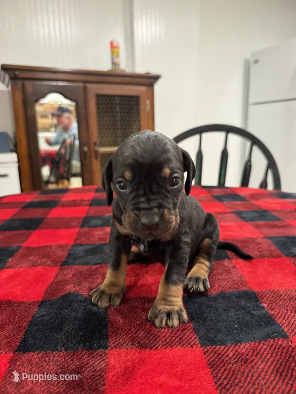 Cooper – Catahoula Leopard Dog puppy for sale in Thomasville, NC