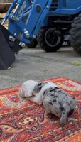 Scarlett, a female Catahoula Leopard Dog for sale in Thomasville, NC – 3 of 4