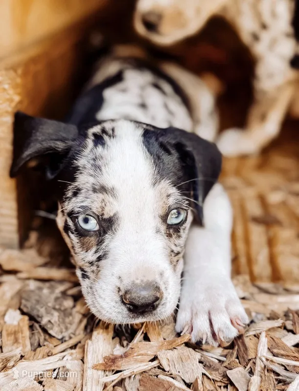 Remington – Catahoula Leopard Dog puppy for sale in Thomasville, NC