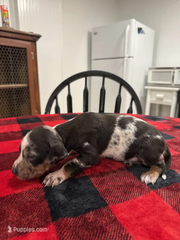 Boston   – Catahoula Leopard Dog puppy for sale in Thomasville, NC