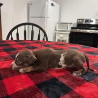 Delilah , a female Catahoula Leopard Dog for sale in Thomasville, NC – 4 of 5