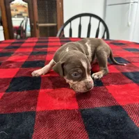 Delilah , a female Catahoula Leopard Dog for sale in Thomasville, NC – 3 of 5