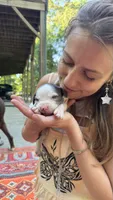 Duchess, a female Catahoula Leopard Dog for sale in Thomasville, NC – 4 of 5