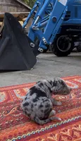 Sterling, a male Catahoula Leopard Dog for sale in Thomasville, NC – 3 of 4