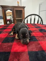 Alfred , a male Catahoula Leopard Dog for sale in Thomasville, NC – 3 of 4