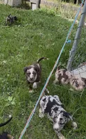Stella, a female Catahoula Leopard Dog for sale in Thomasville, NC – 2 of 10
