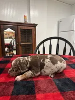 Eli, a male Catahoula Leopard Dog for sale in Thomasville, NC – 3 of 4