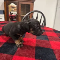 Athena , a female Catahoula Leopard Dog for sale in Thomasville, NC – 2 of 4