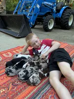 Remington, a male Catahoula Leopard Dog for sale in Thomasville, NC – 4 of 4