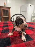 Boston  , a male Catahoula Leopard Dog for sale in Thomasville, NC – 3 of 4