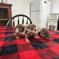 Eleanor , a female Catahoula Leopard Dog for sale in Thomasville, NC – 6 of 6
