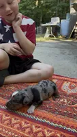 Winston , a male Catahoula Leopard Dog for sale in Thomasville, NC – 3 of 3