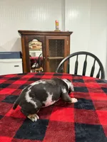Boston  , a male Catahoula Leopard Dog for sale in Thomasville, NC – 2 of 4