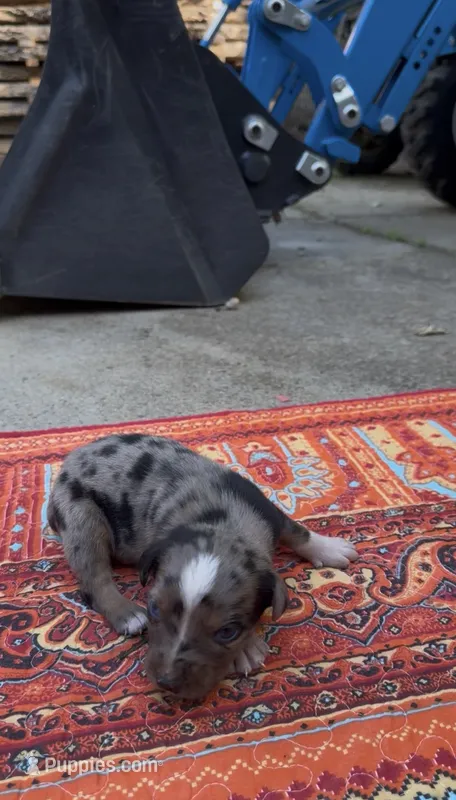 Winston  – Catahoula Leopard Dog puppy for sale in Thomasville, NC