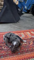 Winston , a male Catahoula Leopard Dog for sale in Thomasville, NC – 1 of 3