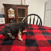 Bella, a female Catahoula Leopard Dog for sale in Thomasville, NC – 2 of 5