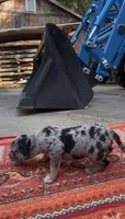 Sterling, a male Catahoula Leopard Dog for sale in Thomasville, NC – 2 of 4