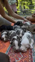 Stella, a female Catahoula Leopard Dog for sale in Thomasville, NC – 5 of 5