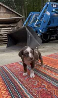 Stella, a female Catahoula Leopard Dog for sale in Thomasville, NC – 3 of 10