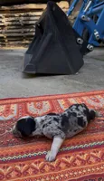Remington, a male Catahoula Leopard Dog for sale in Thomasville, NC – 3 of 4