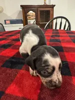 Daemon, a male Catahoula Leopard Dog for sale in Thomasville, NC – 2 of 5