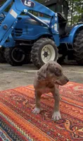 Theodore, a male Catahoula Leopard Dog for sale in Thomasville, NC – 2 of 9