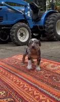 Winston , a male Catahoula Leopard Dog for sale in Thomasville, NC – 2 of 7