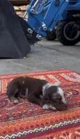 Stella, a female Catahoula Leopard Dog for sale in Thomasville, NC – 2 of 5