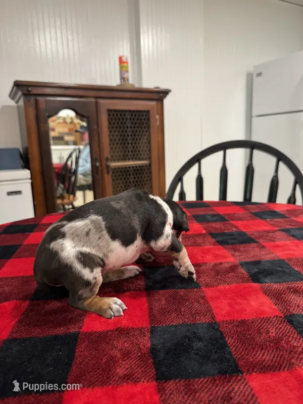 Daemon – Catahoula Leopard Dog puppy for sale in Thomasville, NC
