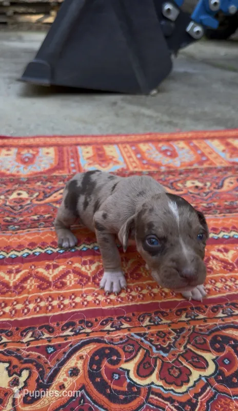 Theodore, a male Catahoula Leopard Dog for sale in Thomasville, NC – 1 of 5