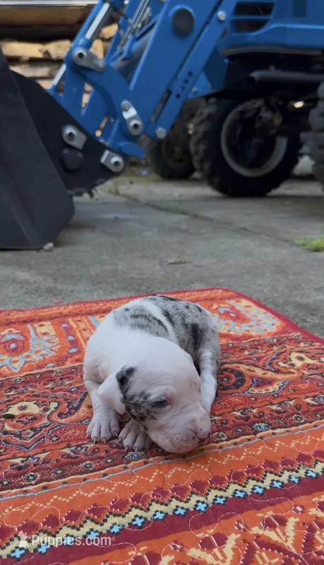 Scarlett – Catahoula Leopard Dog puppy for sale in Thomasville, NC