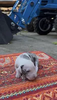 Scarlett, a female Catahoula Leopard Dog for sale in Thomasville, NC – 1 of 4