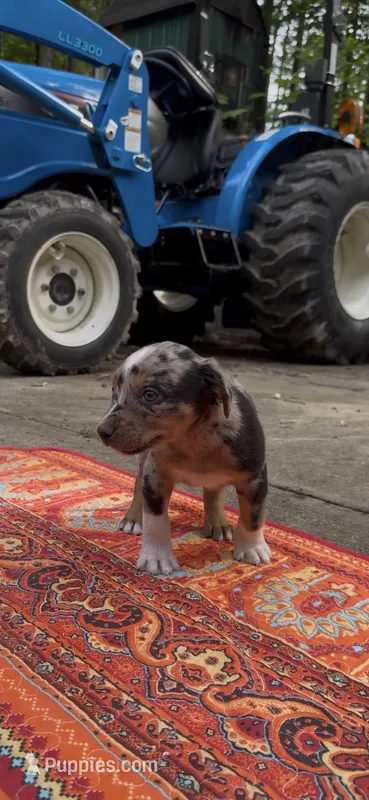 Winston  – Catahoula Leopard Dog puppy for sale in Thomasville, NC