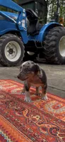 Winston , a male Catahoula Leopard Dog for sale in Thomasville, NC – 1 of 7