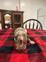 Eli, a male Catahoula Leopard Dog for sale in Thomasville, NC – 4 of 4