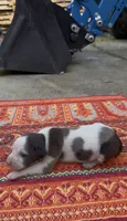 Duchess, a female Catahoula Leopard Dog for sale in Thomasville, NC – 2 of 5