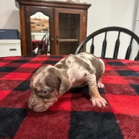 Eleanor , a female Catahoula Leopard Dog for sale in Thomasville, NC – 4 of 6