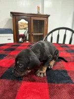 Cooper, a male Catahoula Leopard Dog for sale in Thomasville, NC – 2 of 4