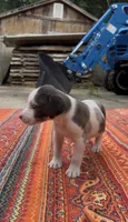 Duchess, a female Catahoula Leopard Dog for sale in Thomasville, NC – 5 of 10