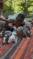 Kingston, a male Catahoula Leopard Dog for sale in Thomasville, NC – 5 of 5