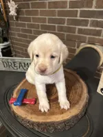 Belle (yellow), a female Labrador Retriever for sale in Gray, GA – 4 of 7
